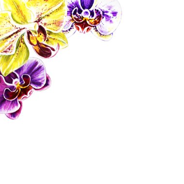 çiçek açan orkide çiçek suluboya illüstrasyon 