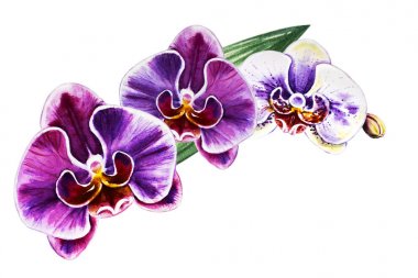 Üç güzel renkli bloomimg orkide çiçekleri. Suluboya boyama. Egzotik bitki. Çiçek baskısı. Botanik kompozisyon. Düğün ve doğum günü. Tebrik kartı. Çiçek boyalı arka plan. Elle çizilmiş illüstrasyon.