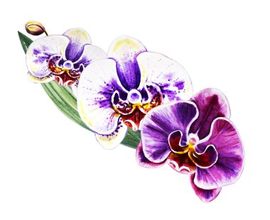 Üç güzel renkli bloomimg orkide çiçekleri. Suluboya boyama. Egzotik bitki. Çiçek baskısı. Botanik kompozisyon. Düğün ve doğum günü. Tebrik kartı. Çiçek boyalı arka plan. Elle çizilmiş illüstrasyon.