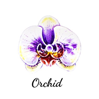 çiçek açan orkide çiçek suluboya illüstrasyon