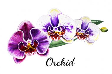 Üç güzel renkli bloomimg orkide çiçekleri. Suluboya boyama. Egzotik bitki. Çiçek baskısı. Botanik kompozisyon. Düğün ve doğum günü. Tebrik kartı. Çiçek boyalı arka plan. Elle çizilmiş illüstrasyon.