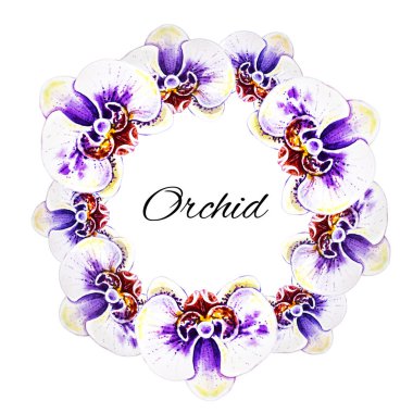 suluboya illüstrasyon, orkide çiçek çerçeve