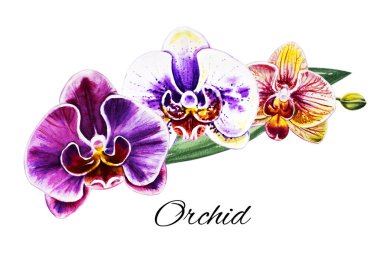 Üç güzel renkli bloomimg orkide çiçekleri. Suluboya boyama. Egzotik bitki. Çiçek baskısı. Botanik kompozisyon. Düğün ve doğum günü. Tebrik kartı. Çiçek boyalı arka plan. Elle çizilmiş illüstrasyon.