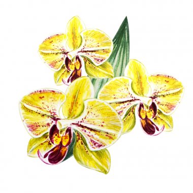 Üç güzel sarı bloomimg orkide çiçekleri. Suluboya boyama. Egzotik bitki. Çiçek baskısı. Botanik kompozisyon. Düğün ve doğum günü. Tebrik kartı. Çiçek boyalı arka plan. Elle çizilmiş illüstrasyon.