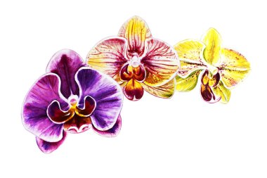 Üç güzel renkli bloomimg orkide çiçekleri. Suluboya boyama. Egzotik bitki. Çiçek baskısı. Botanik kompozisyon. Düğün ve doğum günü. Tebrik kartı. Çiçek boyalı arka plan. Elle çizilmiş illüstrasyon.