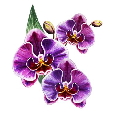 çiçek açan orkide çiçek suluboya illüstrasyon 