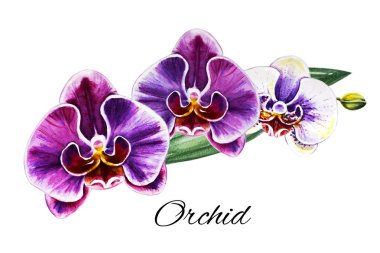 Üç güzel renkli bloomimg orkide çiçekleri. Suluboya boyama. Egzotik bitki. Çiçek baskısı. Botanik kompozisyon. Düğün ve doğum günü. Tebrik kartı. Çiçek boyalı arka plan. Elle çizilmiş illüstrasyon.