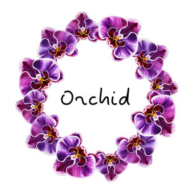 suluboya illüstrasyon, orkide çiçek çerçeve