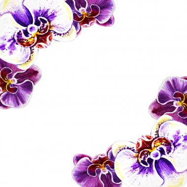 suluboya illüstrasyon, orkide çiçek çerçeve