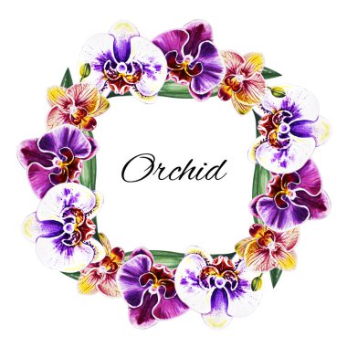 suluboya illüstrasyon, orkide çiçek çerçeve