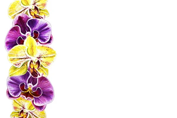 Illustrazione Acquerello Dei Fiori Fioriti Del Orchid — Foto Stock
