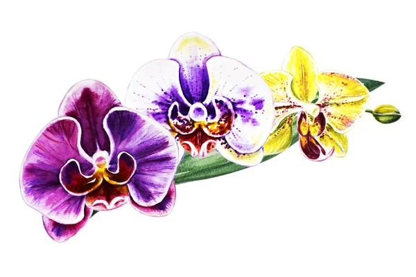Τρία Όμορφα Πολύχρωμα Λουλούδια Ορχιδέες Υδατογραφίεςζωγραφική Εξωτικό Φυτό Floral Αποτύπωμα — Φωτογραφία Αρχείου