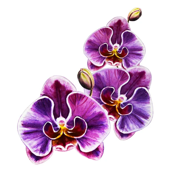 Watercolor Illustration Blooming Orchid Flowers — Stock Photo, Image