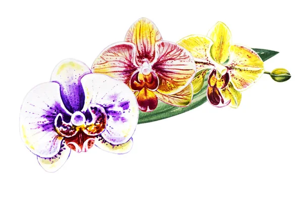 Three Beautiful Colorful Bloomimg Orchid Flowers Watercolor Painting Exotic Plant — Stock Photo, Image