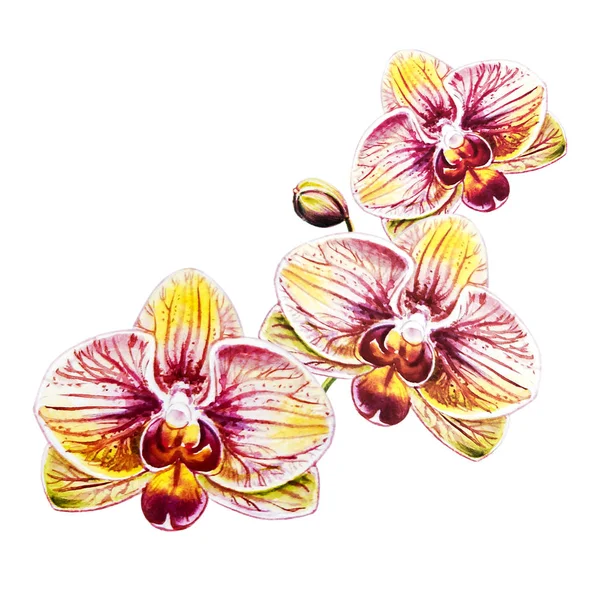 Watercolor Illustration Blooming Orchid Flowers — Stock Photo, Image