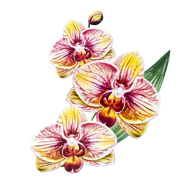 3つの美しいブルーミMg蘭の花 水彩画 エキゾチックな植物 植物の組成 結婚式と誕生日グリーティング カード 花が描かれた背景 手描きのイラスト — ストック写真