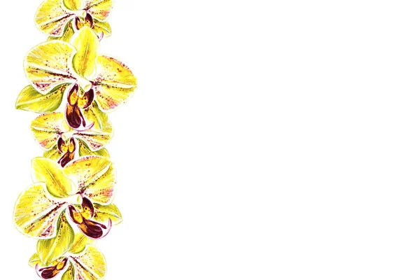 Beau Cadre Une Bordure Fleurs Orchidée Jaune Bloomimg Aquarelle Plante — Photo