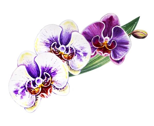 Three Beautiful Colorful Bloomimg Orchid Flowers Watercolor Painting Exotic Plant — Stock Photo, Image