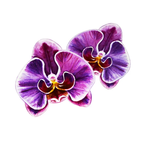 Aquarell Illustration Blühender Orchideenblumen — Stockfoto