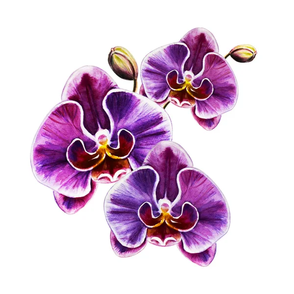 Watercolor Illustration Blooming Orchid Flowers — Stock Photo, Image