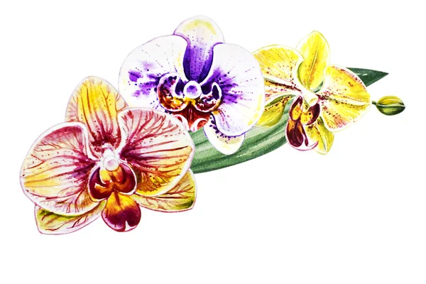 Three Beautiful Colorful Bloomimg Orchid Flowers Watercolor Painting Exotic Plant — Stock Photo, Image