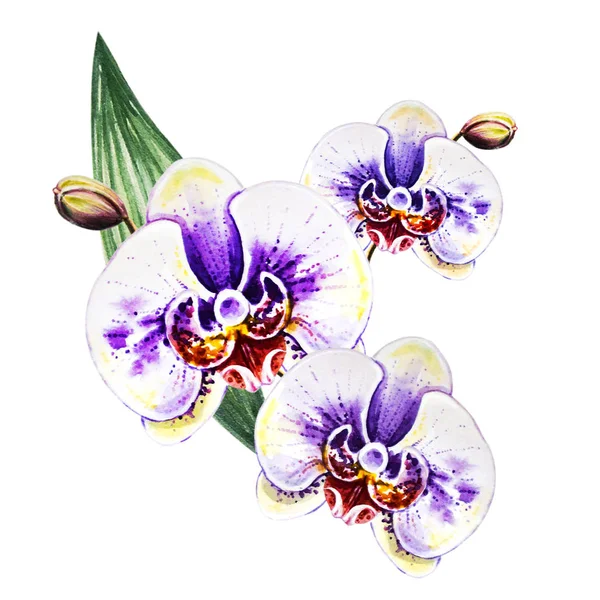 Watercolor Illustration Blooming Orchid Flowers — Stock Photo, Image