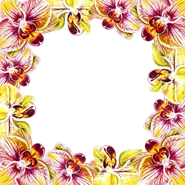 Illustration Aquarelle Cadre Fleurs Orchidée — Photo