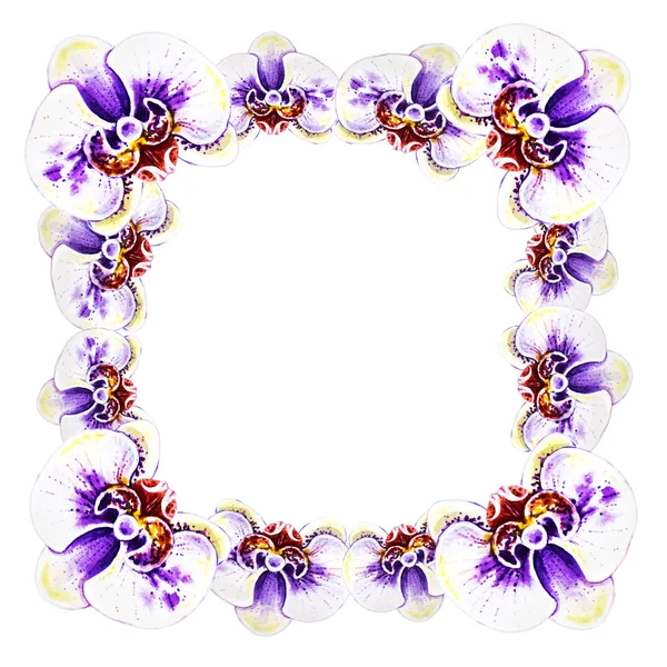 Aquarell Illustration Orchideenblumen Rahmen — Stockfoto