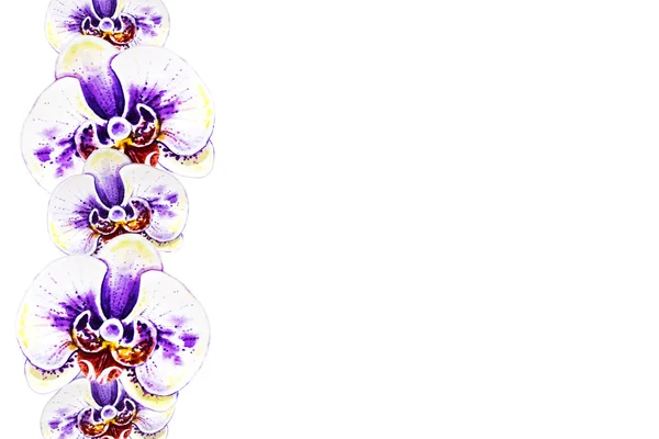 Ilustração Aquarela Flores Orquídea Florescendo — Fotografia de Stock