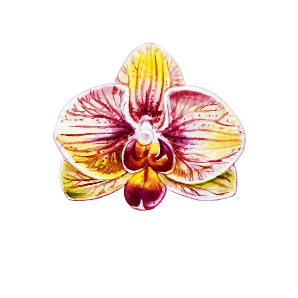 Acuarela Ilustración Flor Orquídea Floreciente — Foto de Stock