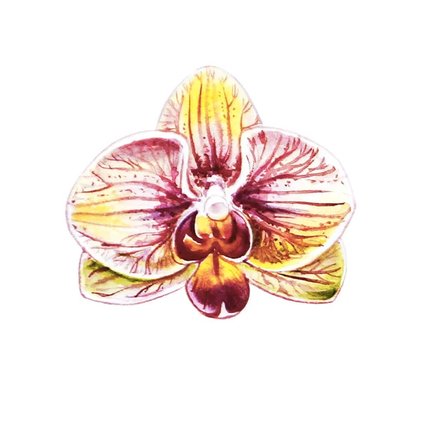 Ένα Όμορφο Πολύχρωμο Λουλουδάκι Ορχιδέα Υδατογραφίεςζωγραφική Εξωτικό Φυτό Floral Αποτύπωμα — Φωτογραφία Αρχείου