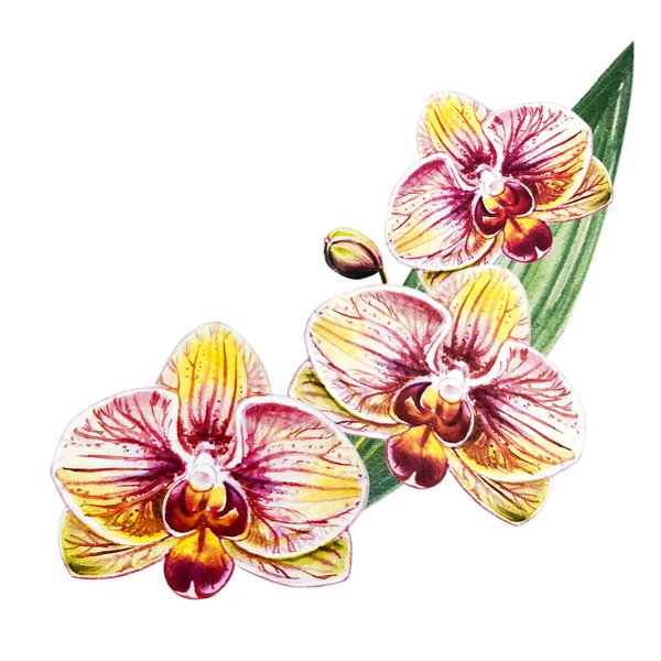 Three Beautiful Bloomimg Orchid Flowers Watercolor Painting Exotic Plant Floral — Stock Photo, Image