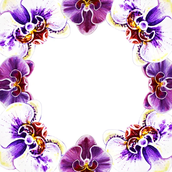 Watercolor Illustration Orchid Flowers Frame — Stock Photo, Image