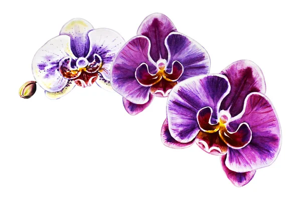 Три Красивые Красочные Цветущие Цветы Орхидеи Акварель Экзотическое Растение Цветочный — стоковое фото