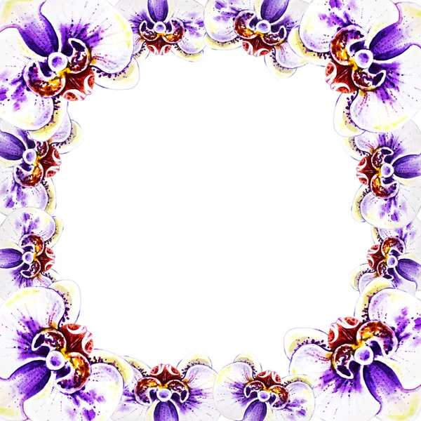 Watercolor Illustration Orchid Flowers Frame — Stock Photo, Image