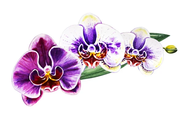 Três Flores Coloridas Bonitas Orquídea Flor Pintura Aquarela Planta Exótica — Fotografia de Stock