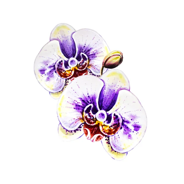 Aquarell Illustration Blühender Orchideenblumen — Stockfoto
