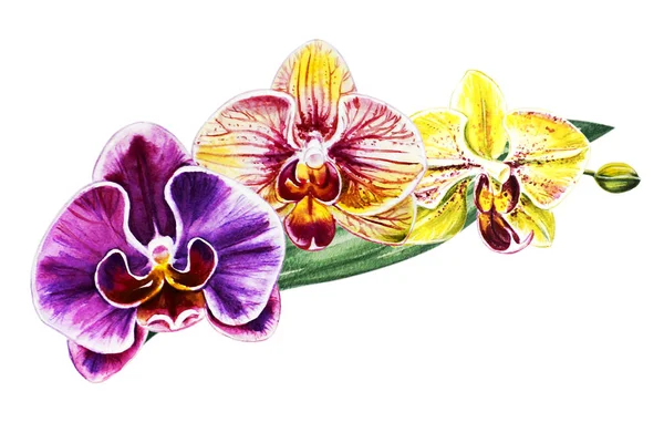 Three Beautiful Colorful Bloomimg Orchid Flowers Watercolor Painting Exotic Plant — Stock Photo, Image