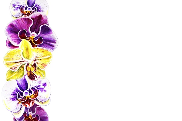 Aquarell Illustration Blühender Orchideenblumen — Stockfoto