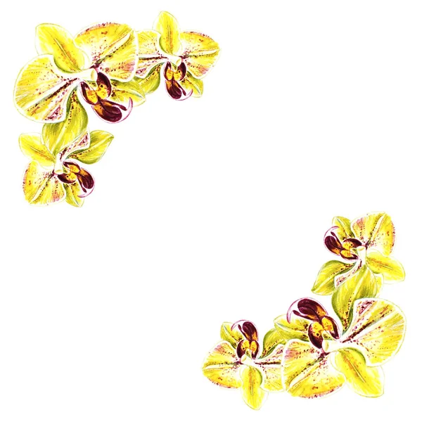 Vacker Hörn Ram Från Gula Bloomimg Orkidé Blommor Akvarellmålning Exotisk — Stockfoto