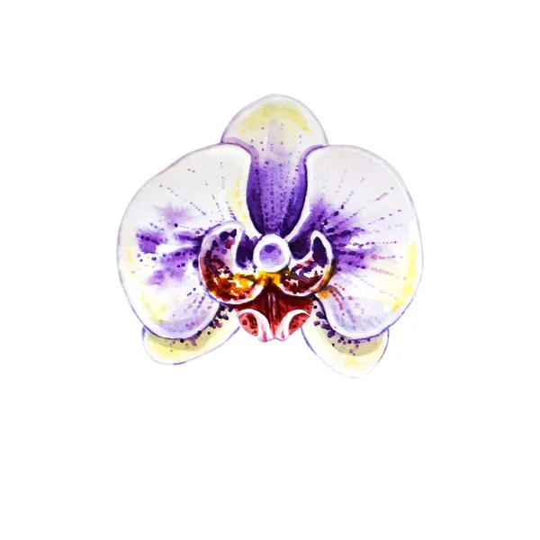 Watercolor Illustration Blooming Orchid Flower — Stock Photo, Image