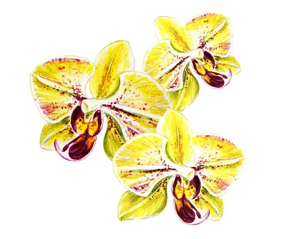 Tres Flores Hermosas Orquídea Del Bloomimg Amarillo Pintura Acuarela Planta — Foto de Stock