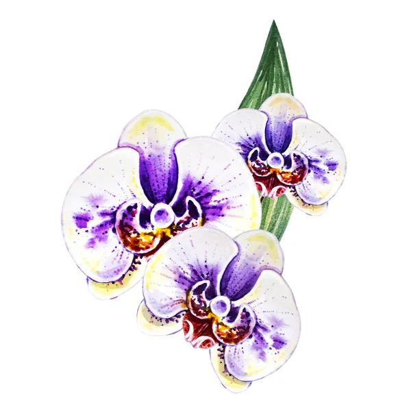 Акварельная Иллюстрация Цветущих Цветов Орхидей — стоковое фото