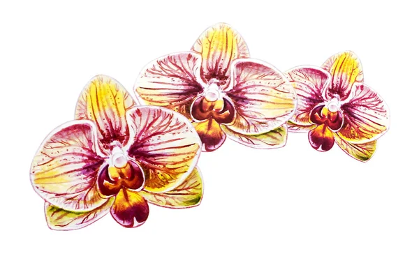 Aquarell Illustration Blühender Orchideenblumen — Stockfoto