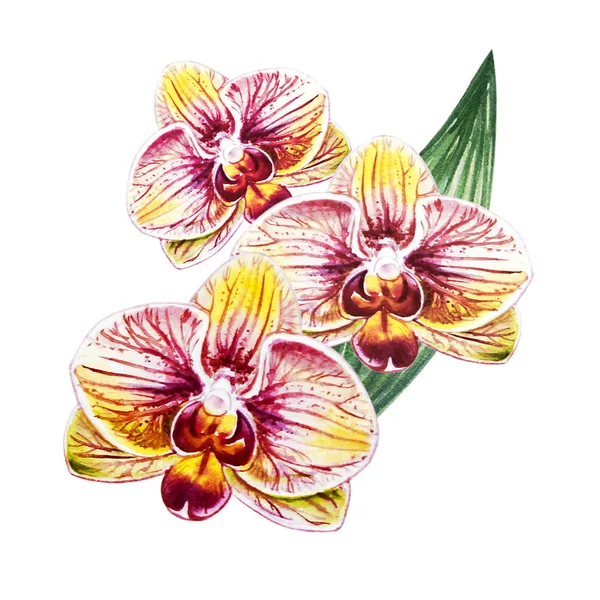 Watercolor Illustration Blooming Orchid Flowers — Stock Photo, Image