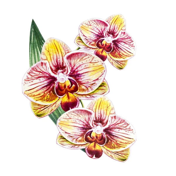 3つの美しいブルーミMg蘭の花 水彩画 エキゾチックな植物 植物の組成 結婚式と誕生日グリーティング カード 花が描かれた背景 手描きのイラスト — ストック写真