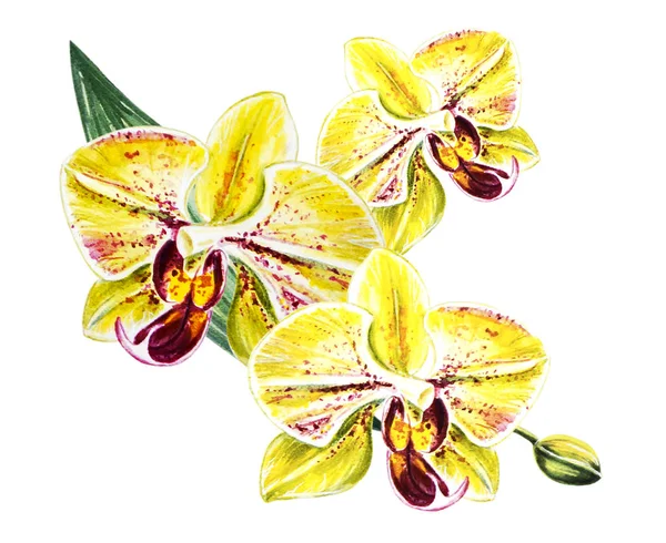 3つの美しい黄色のブルーミング蘭の花 水彩画 エキゾチックな植物 植物の組成 結婚式と誕生日グリーティング カード 花が描かれた背景 手描きのイラスト — ストック写真