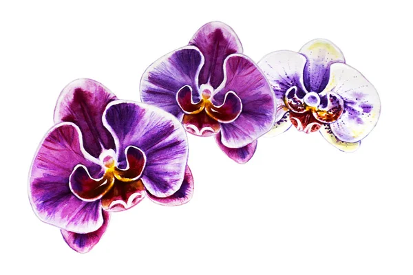 Drei Schöne Farbenfrohe Orchideenblüten Aquarellmalerei Exotische Pflanze Blumenmuster Botanische Zusammensetzung — Stockfoto