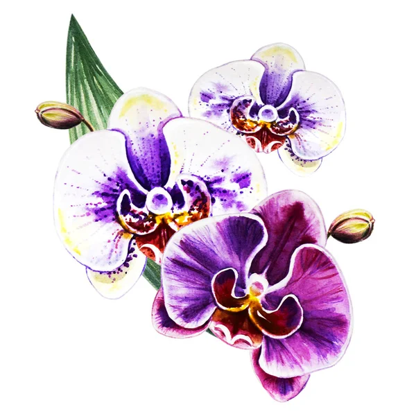 Three Beautiful Colorful Bloomimg Orchid Flowers Watercolor Painting Exotic Plant — Stock Photo, Image