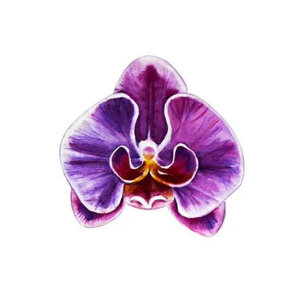 Uma Flor Roxa Bonita Orquídea Flor Pintura Aquarela Planta Exótica — Fotografia de Stock